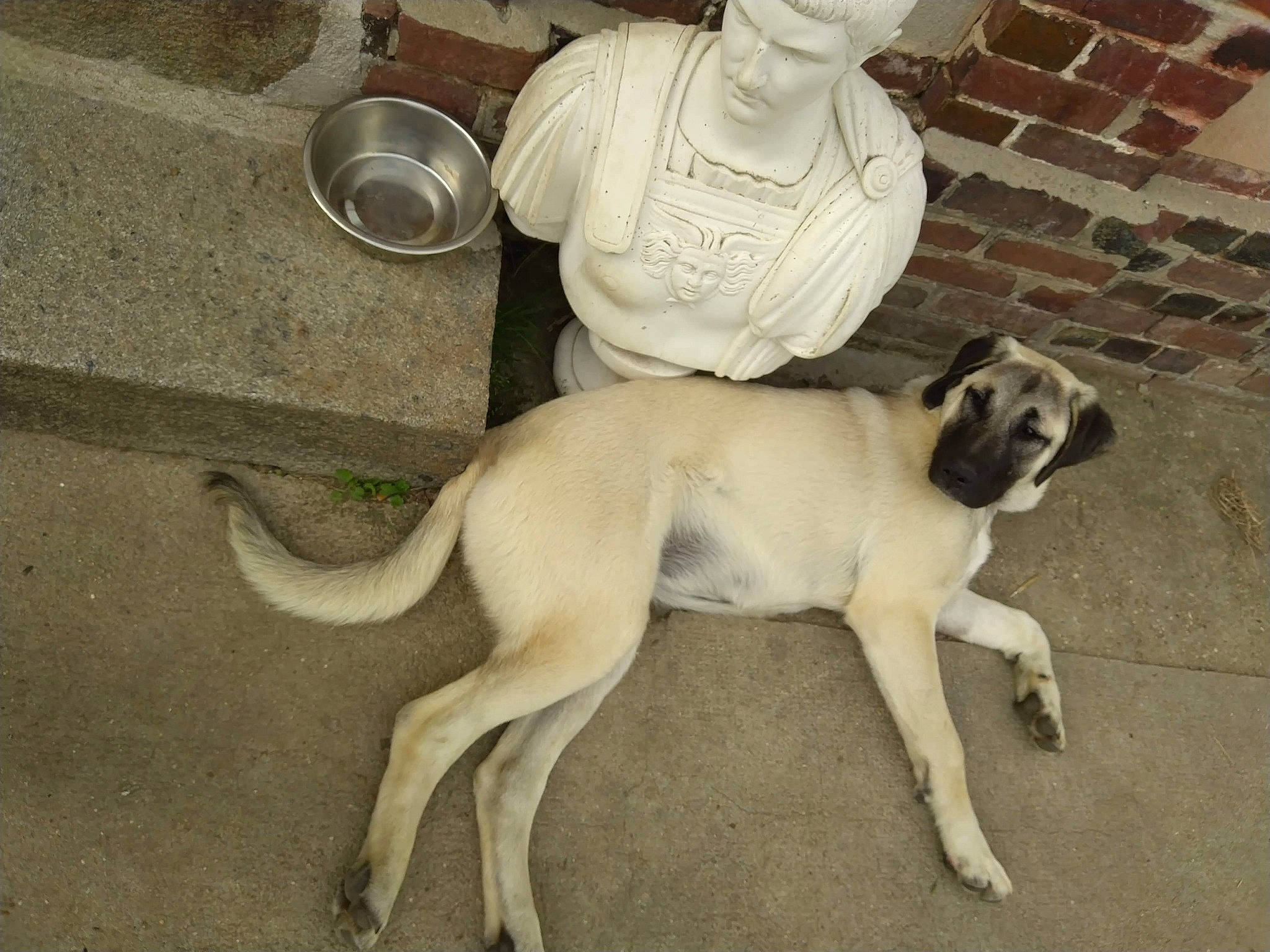 Daya a rejoint le concours — aidez-le/la à gagner de superbes lots ! anatolian_shepherd_dog, black_mouth_cur, bully_kutta, canidae, carnivore, chippiparai, dog, dog_breed, fawn, kangal_dog, mammal, sporting_group, vertebrate