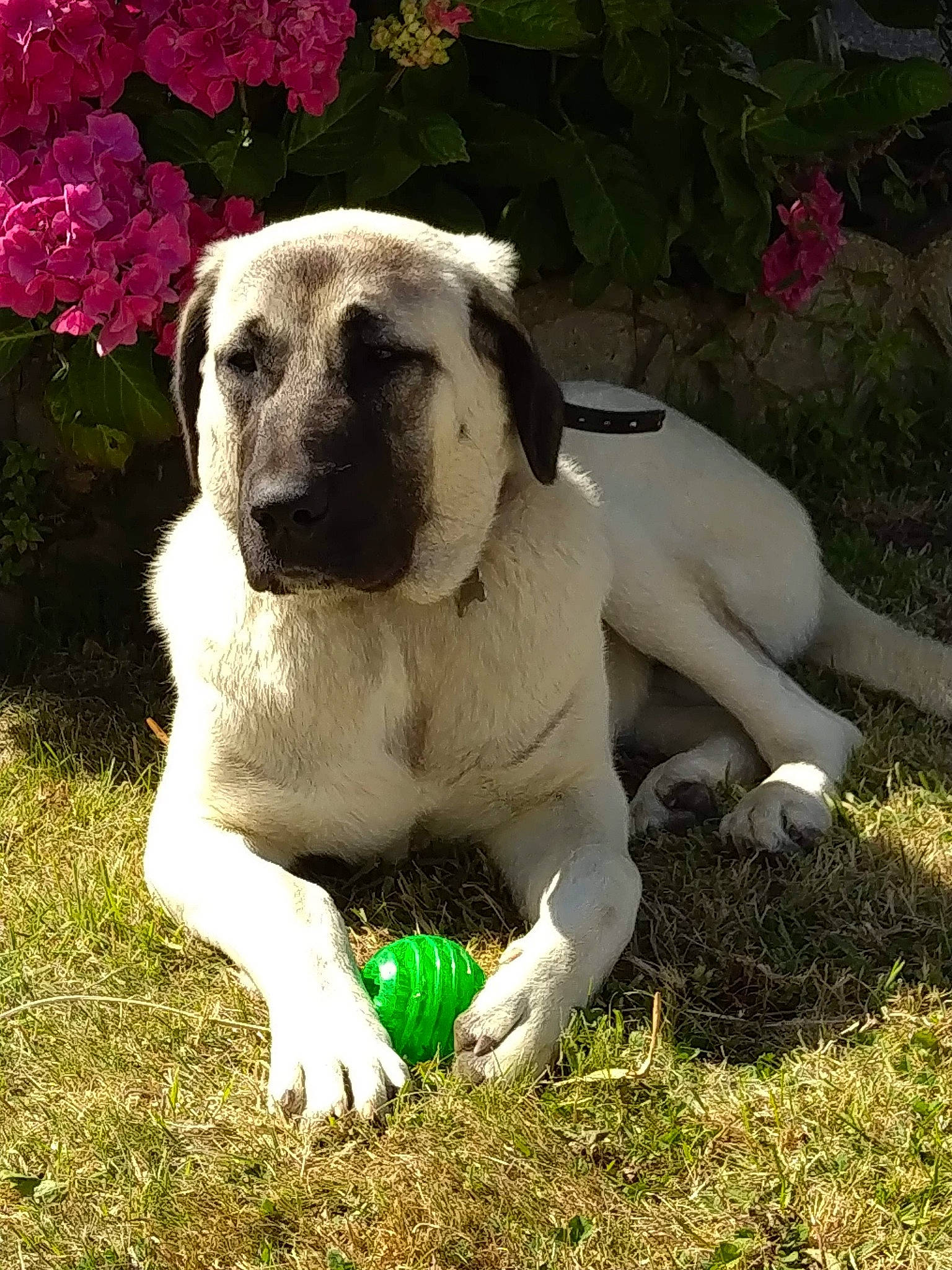 Daya a rejoint le concours — aidez-le/la à gagner de superbes lots ! anatolian_shepherd_dog, canidae, carnivore, dog, dog_breed, english_mastiff, fawn, grass, kangal_dog, mammal, snout, sporting_group, vertebrate