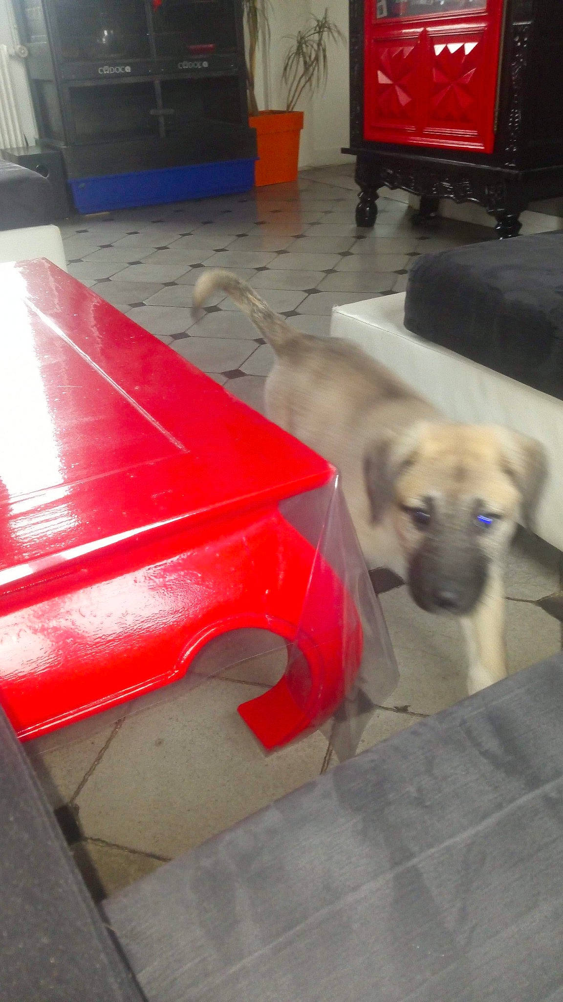 Daya a rejoint le concours — aidez-le/la à gagner de superbes lots ! canidae, carnivore, dog, dog_breed, fawn, pug, puppy, sporting_group