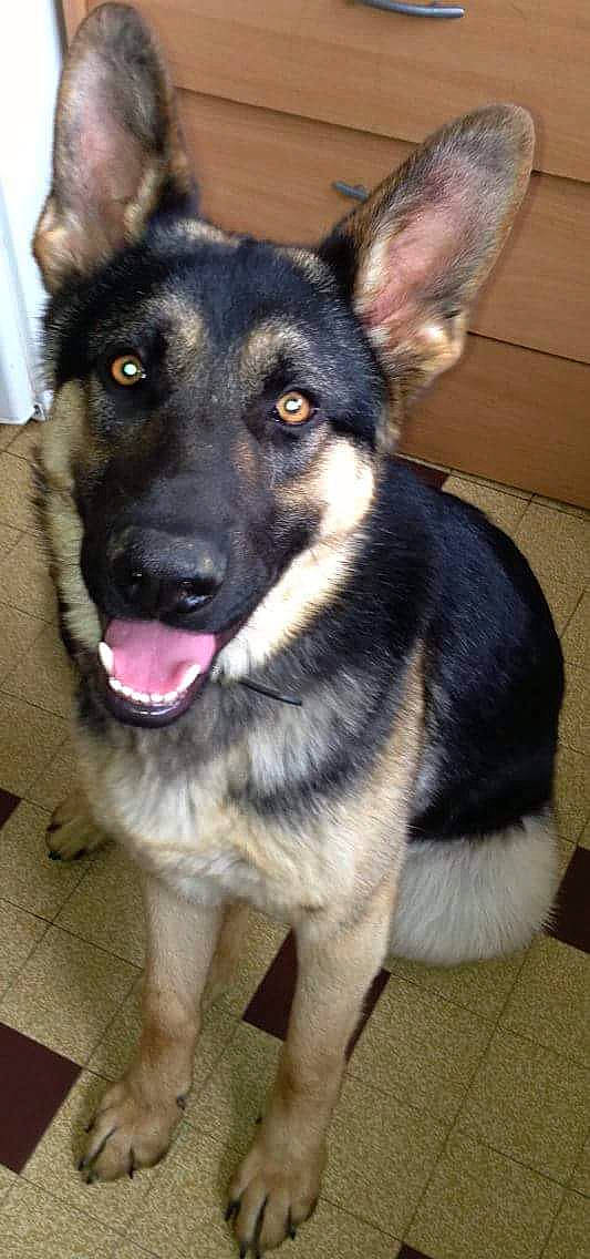 Haribo participe au concours pour gagner de l'argent avec cette photo : carnivoran, dog, dog_breed, dog_breed_group, dog_like_mammal, east_european_shepherd, german_shepherd_dog, king_shepherd, kunming_wolfdog, old_german_shepherd_dog, shiloh_shepherd_dog, snout