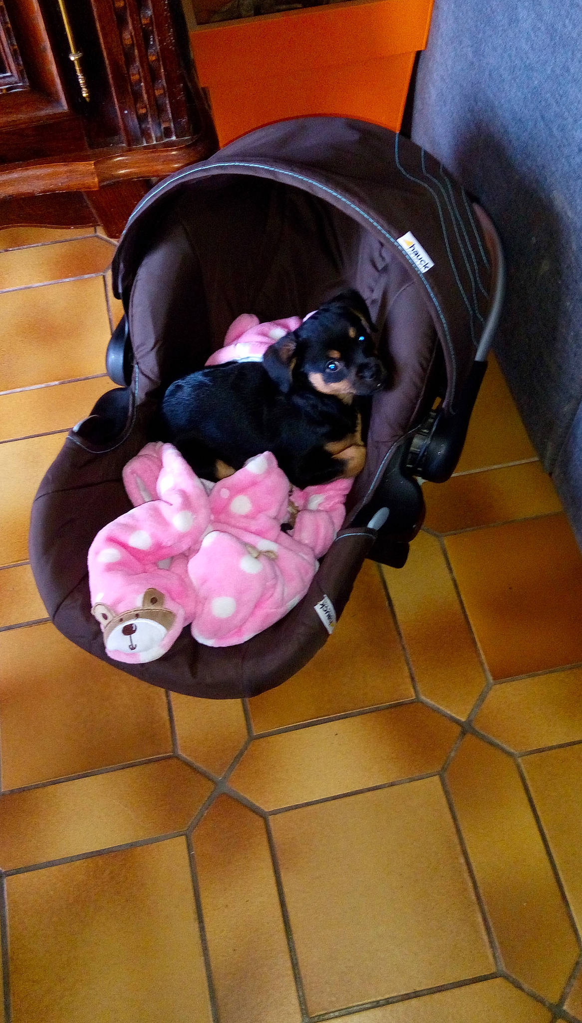 Jazz a rejoint le concours — aidez-le/la à gagner de superbes lots ! black, boston_terrier, carnivoran, dog, dog_breed, dog_like_mammal, flooring, mammal, non_sporting_group, puppy, snout, vertebrate, whiskers