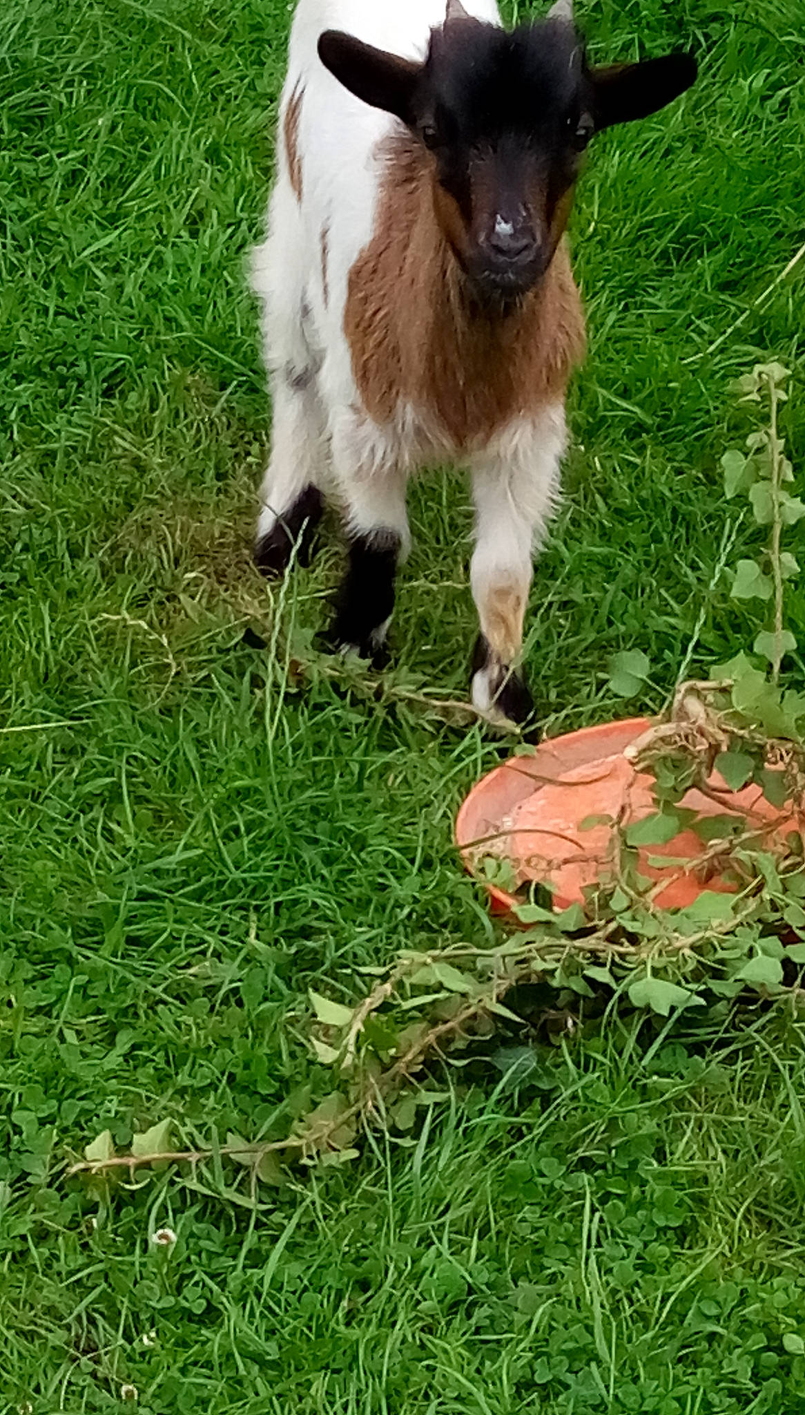 Tibou participe au concours pour gagner de l'argent avec cette photo : cow_goat_family, fauna, feral_goat, fodder, goat, goat_antelope, goats, grass, grazing, livestock, meadow, pasture, plant