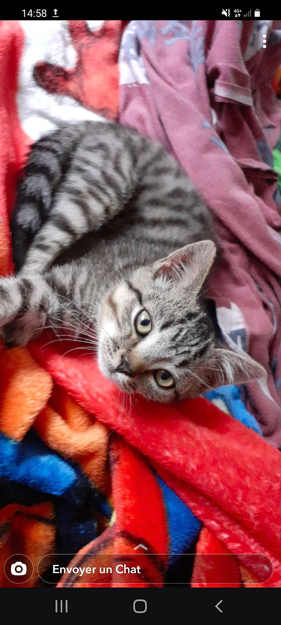 Chachat participe au concours pour gagner de l'argent avec cette photo : carnivore, cat, claw, close_up, comfort, domestic_short_haired_cat, felidae, fur, grey, mammal, pattern, small_to_medium_sized_cats, snout, tail, vertebrate, whiskers