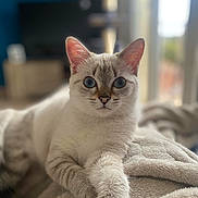 Moon participe au concours pour gagner de l'argent avec cette photo : abyssinian, angora, animal, blanket, cat, kitten, manx, pet, quilt, siamese, towel, white