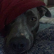 Starr Easy is registered to the contest to win money with this photo: animal, blanket, blue, calm, closeup, comfort, cozy, curious, dog, ears, face, fur, home, indoor, pet, portrait, red, resting, snout, texture