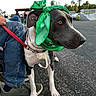 Starr Easy joined the competition — help win amazing prizes! animal, asphalt, attentive, black_and_white_dog, casual, collar, daylight, dog, green_bandana, jeans, leash, outdoor, people, person, pet, side_view, sitting, skate_park, sneakers, trees