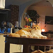 Zeus is registered to the contest to win money with this photo: cat, orange_cat, white_cat, table, wooden_table, kitchen, fruit_basket, fruit, apples, bananas, blender, toaster, chair, brick_wall, archway, candle, lamp, domestic, pet, relaxed