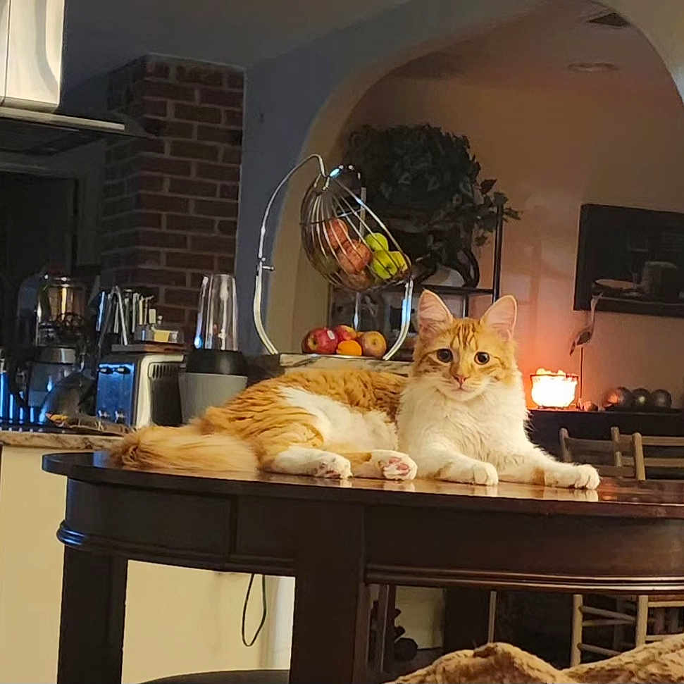 Zeus is registered to the contest to win money with this photo: apples, archway, bananas, blender, brick_wall, candle, cat, chair, domestic, fruit, fruit_basket, kitchen, lamp, orange_cat, pet, relaxed, table, toaster, white_cat, wooden_table