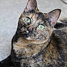 Iris participe au concours pour gagner de l'argent avec cette photo : cat, tortoiseshell, green_eyes, feline, pet, animal, fur, whiskers, ears, portrait, close_up, cute, domestic_cat, laying, indoor, curious, looking_up, mammal, soft, relaxed