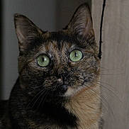 Iris a rejoint le concours — aidez-le/la à gagner de superbes lots ! cat, tortoiseshell, green_eyes, close_up, portrait, whiskers, indoor, pet, feline, curious, animal, soft_light, fur, ears, string, background, domestic, looking, cute, mammal