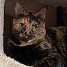 Iris participe au concours pour gagner de l'argent avec cette photo : cat, tortoiseshell, feline, pet, indoor, cozy, resting, green_eyes, fur, animal, cute, cat_condo, soft, comfort, relaxed, portrait, closeup, whiskers, ears, snug
