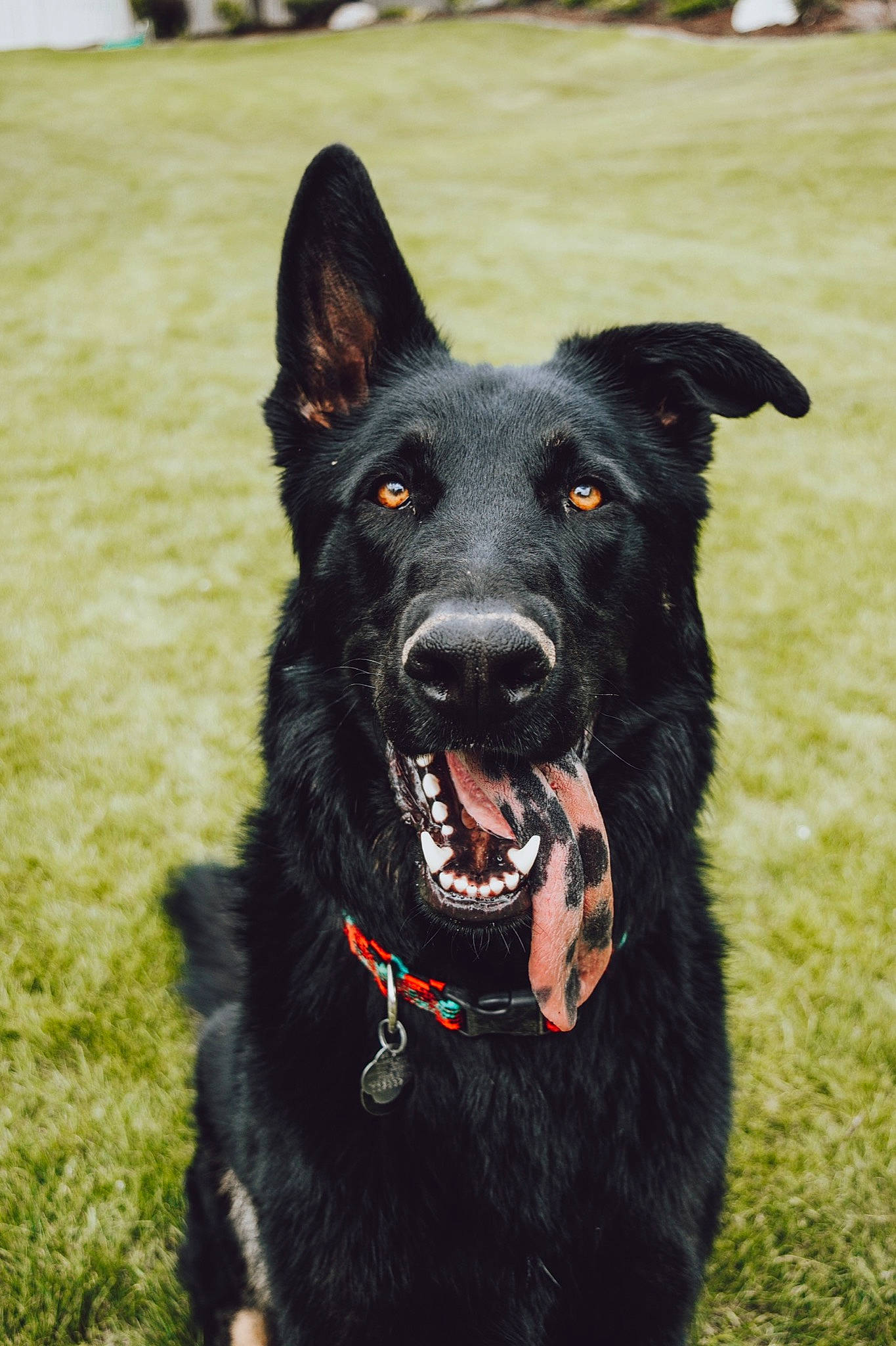 Diesel Dave is registered to the contest to win money with this photo: black_norwegian_elkhound, bohemian_shepherd, canidae, carnivore, croatian_sheepdog, dog, dog_breed, mammal, mudi, rare_breed_dog, shiloh_shepherd_dog, snout, sporting_group, vertebrate, working_dog