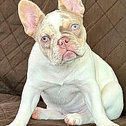 Skye Blue joined the competition — help win amazing prizes! animal, blue_eyes, brown, couch, cute, dog, domestic_animal, ears, french_bulldog, fur, indoor, looking, mammal, pet, portrait, puppy, sitting, snout, whiskers, young