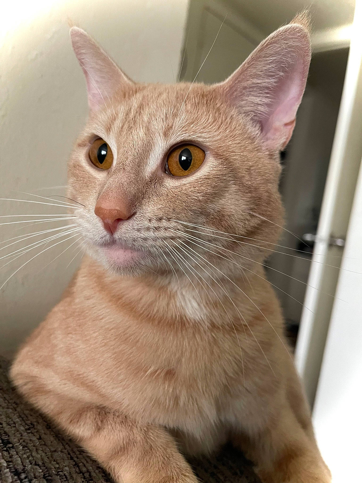 Tigger is registered to the contest to win money with this photo: carnivore, cat, collar, domestic_short_haired_cat, fawn, felidae, fur, pet_supply, small_to_medium_sized_cats, snout, terrestrial_animal, whiskers, window