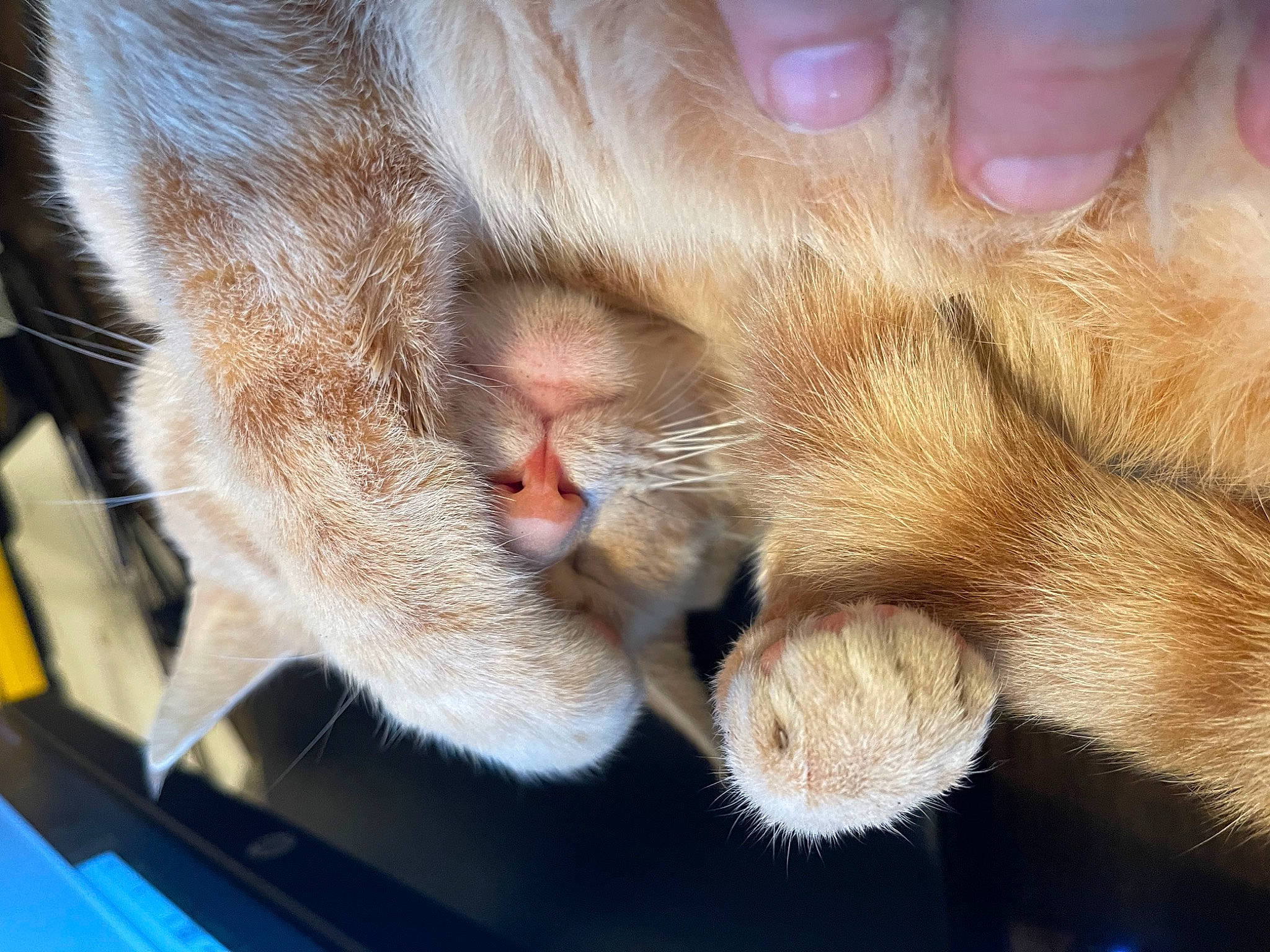 Tigger joined the competition — help win amazing prizes! carnivore, cat, claw, comfort, domestic_short_haired_cat, fawn, felidae, foot, fur, gesture, nap, paw, small_to_medium_sized_cats, snout, tail, whiskers