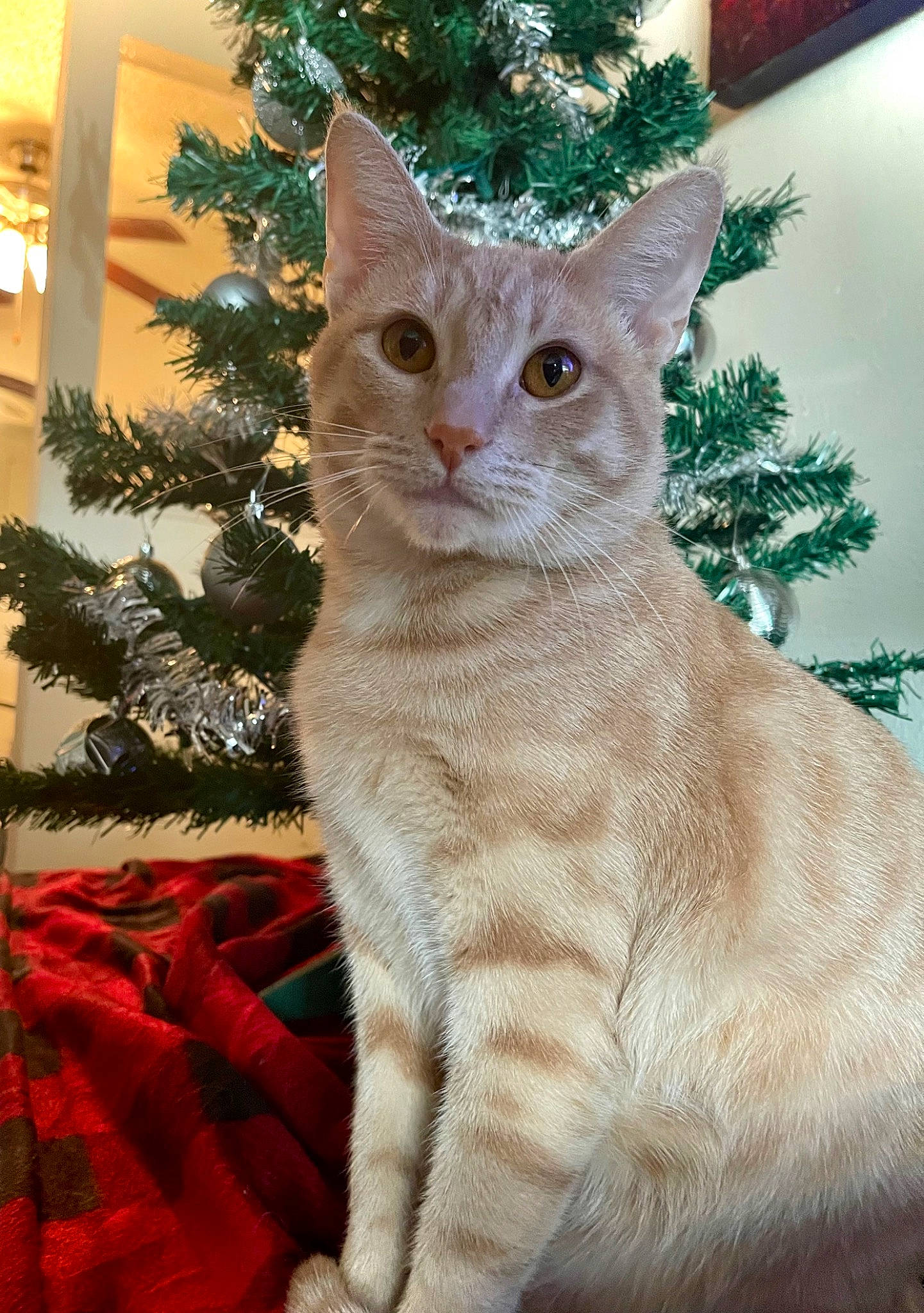 Tigger joined the competition — help win amazing prizes! carnivore, cat, christmas, christmas_decoration, christmas_eve, christmas_ornament, christmas_tree, conifer, domestic_short_haired_cat, event, fawn, felidae, fur, holiday, holiday_ornament, ornament, small_to_medium_sized_cats, tail, whiskers, window