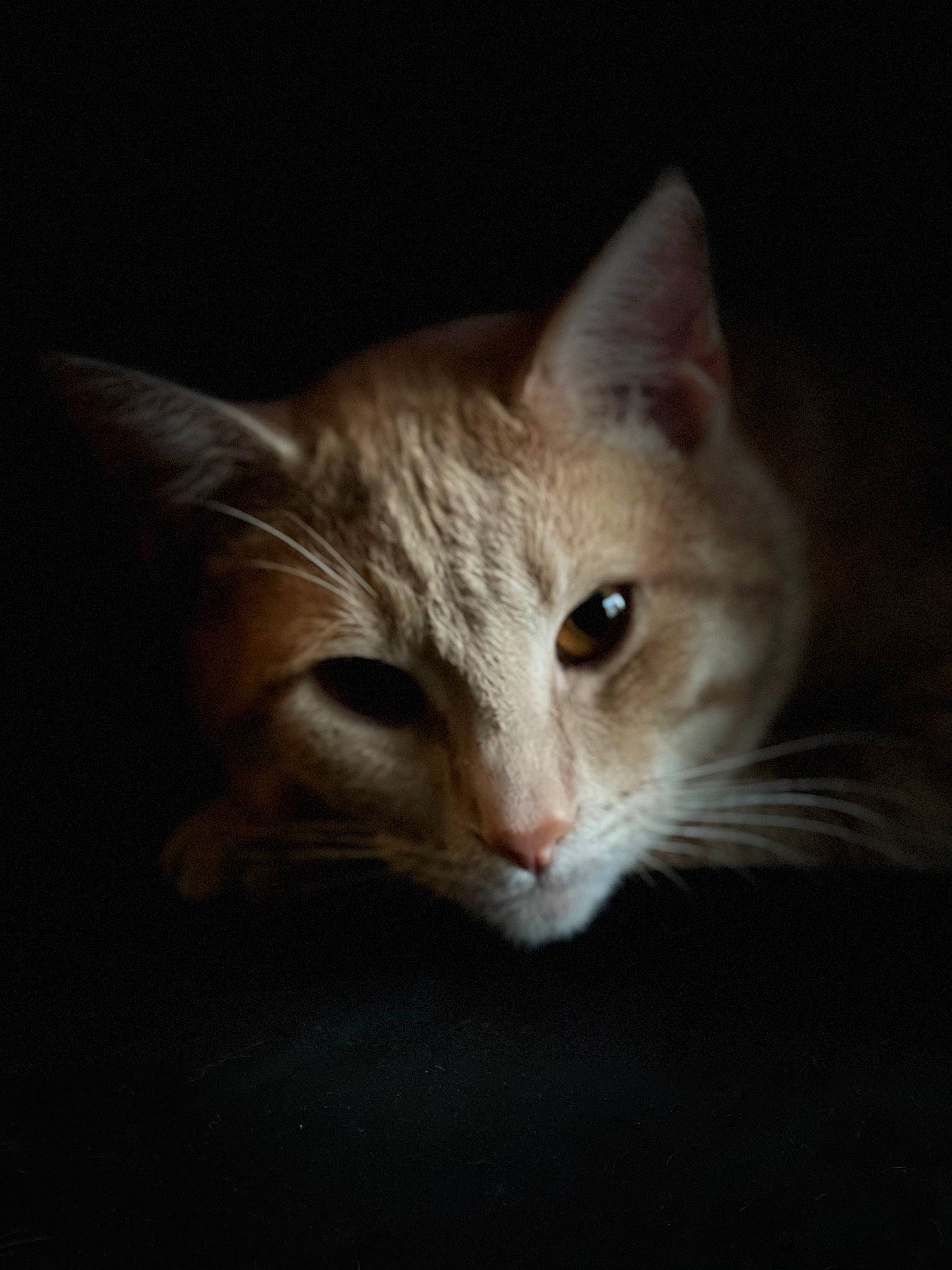 Tigger joined the competition — help win amazing prizes! carnivore, cat, darkness, domestic_short_haired_cat, ear, fawn, felidae, fur, small_to_medium_sized_cats, snout, tail, terrestrial_animal, whiskers, wildlife, window