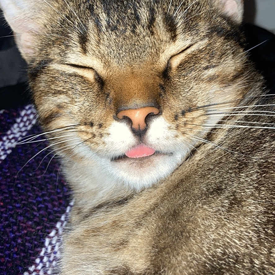 Simba is registered to the contest to win money with this photo: animal, blanket, brown, cat, close_up, cozy, cute, ears, face, fur, indoor, pet, portrait, relaxed, sleeping, striped, tabby, texture, tongue_out, whiskers