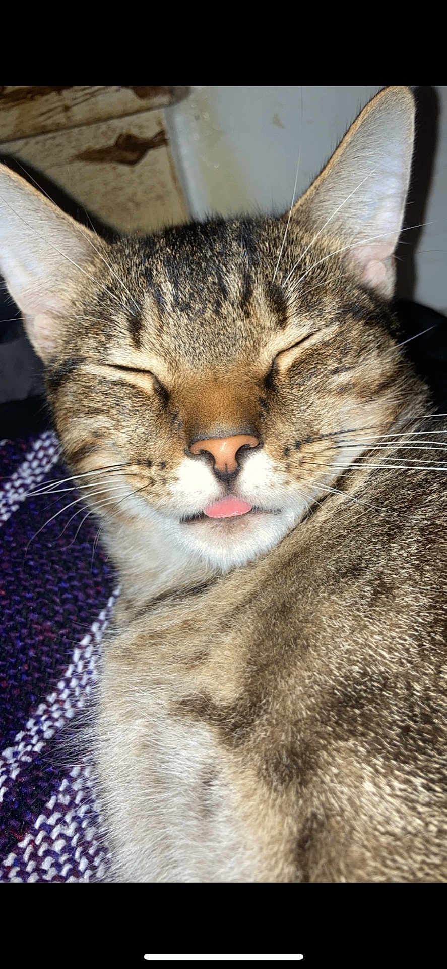 Simba is registered to the contest to win money with this photo: cat, tabby, close_up, face, whiskers, ears, fur, sleeping, tongue_out, relaxed, cozy, pet, animal, indoor, blanket, texture, brown, striped, cute, portrait