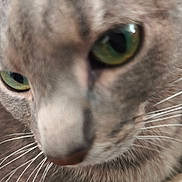 Nikita a rejoint le concours — aidez-le/la à gagner de superbes lots ! animal, blurred, cat, close_up, cute, eyes, face, feline, fur, gray, green_eyes, indoor, macro, muzzle, nose, pet, portrait, soft, whiskers