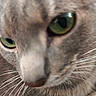 animal, blurred, cat, close_up, cute, eyes, face, feline, fur, gray, green_eyes, indoor, macro, muzzle, nose, pet, portrait, soft, whiskers