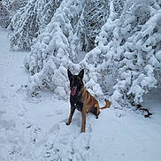 Owen participe au concours pour gagner de l'argent avec cette photo : dog, snow, winter, outdoor, animal, canine, nature, tree, cold, fur, pet, playful, tongue, forest, landscape, season, happy, mammal, snowy, park