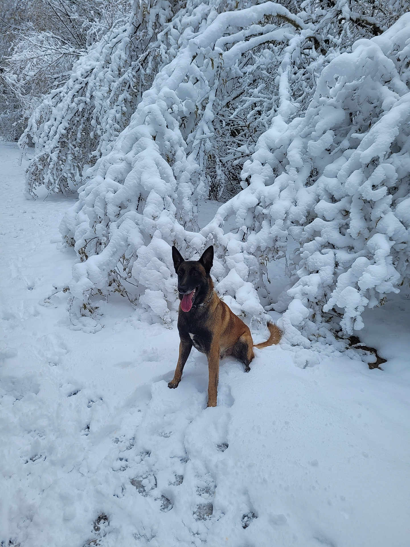 Owen participe au concours pour gagner de l'argent avec cette photo : dog, snow, winter, outdoor, animal, canine, nature, tree, cold, fur, pet, playful, tongue, forest, landscape, season, happy, mammal, snowy, park