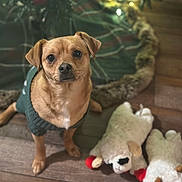 Ziggy is registered to the contest to win money with this photo: animal, brown_dog, christmas_decoration, christmas_lights, christmas_tree, cozy, cute, decor, dog, festive, holiday, indoor, pet, plush_toy, seasonal, sheep_toy, small_dog, sweater, tree_skirt, wooden_floor