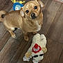 animal, blue, brown, curious, cute, dog, flooring, head_tilt, indoor, looking_up, pet, playful, plush_toy, red, small_dog, stuffed_animal, tan_dog, toy, white, wooden_floor