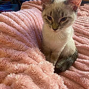 Olympia a rejoint le concours — aidez-le/la à gagner de superbes lots ! animal, blanket, cat, chair, cozy, cute, ears, feline, fur, furniture, indoor, kitten, pet, pink, room, siamese, sitting, soft, tail, young