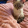 animal, blanket, cat, chair, cozy, cute, ears, feline, fur, furniture, indoor, kitten, pet, pink, room, siamese, sitting, soft, tail, young