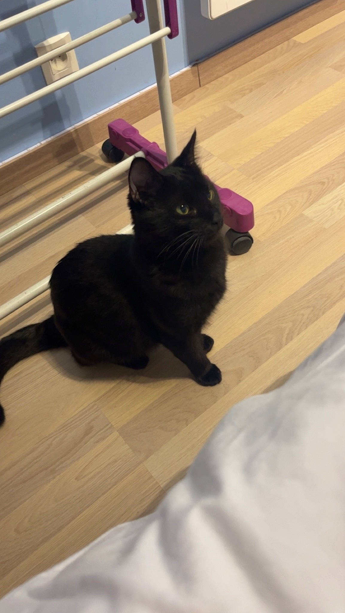 Tina participe au concours pour gagner de l'argent avec cette photo : black_cat, bombay, carnivore, cat, domestic_short_haired_cat, felidae, floor, flooring, fur, hardwood, laminate_flooring, room, small_to_medium_sized_cats, snout, tail, whiskers, window, wood, wood_flooring, wood_stain