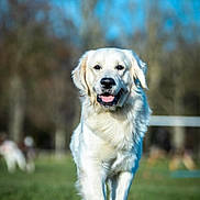 Sir Charles a rejoint le concours — aidez-le/la à gagner de superbes lots ! animal, blue_sky, canine, cute, daylight, dog, friendly, fur, golden_retriever, grass, happy, mammal, nature, outdoor, park, pet, playful, portrait, sunny, walking