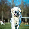 animal, blue_sky, canine, cute, daylight, dog, friendly, fur, golden_retriever, grass, happy, mammal, nature, outdoor, park, pet, playful, portrait, sunny, walking