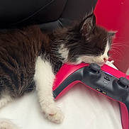Tyzio a rejoint le concours — aidez-le/la à gagner de superbes lots ! kitten, cat, sleeping, gaming_controller, red, black, white, furry, pet, cute, indoor, resting, closeup, soft, cable, wooden_furniture, black_cushion, relaxation, young_cat, home