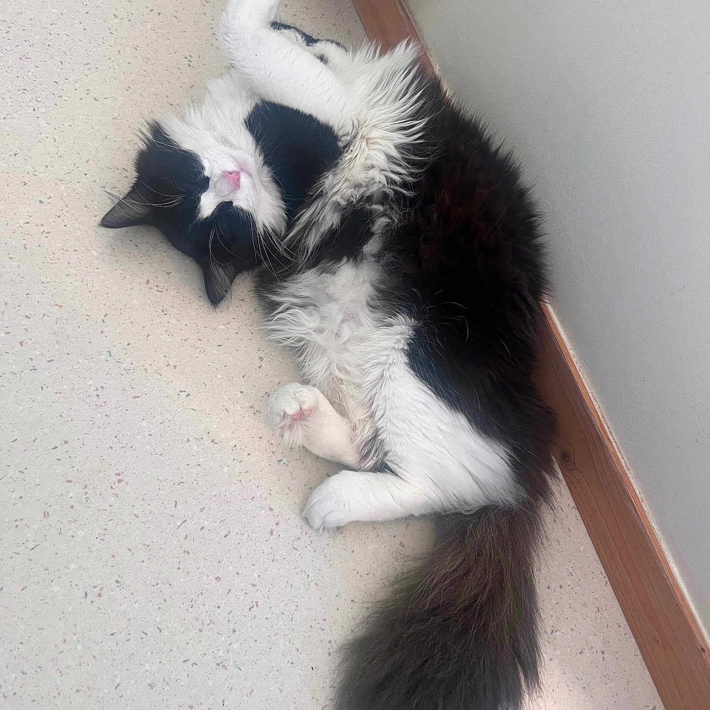 Tyzio participe au concours pour gagner de l'argent avec cette photo : cat, black_and_white, fluffy, lying_down, relaxed, indoor, floor, wall, paw, closed_eyes, tail, heater, pet, animal, cute, sleeping, feline, whiskers, soft, cozy