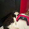 Tyzio participe au concours pour gagner de l'argent avec cette photo : cat, sleeping, black_and_white, game_controller, red, pink, bed, white_bed_sheet, furniture, cable, relaxing, pet, indoor, cozy, resting, soft, cute, animal, technology, electronics
