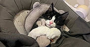 Tyzio participe au concours pour gagner de l'argent avec cette photo : kitten, cat, black_and_white, plush_toy, baby_seat, blanket, indoor, cute, pet, animal, feline, cozy, soft_toy, resting, looking_up, whiskers, ears, pink_nose, cushion, toy