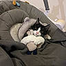 kitten, cat, black_and_white, plush_toy, baby_seat, blanket, indoor, cute, pet, animal, feline, cozy, soft_toy, resting, looking_up, whiskers, ears, pink_nose, cushion, toy