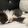 Tyzio a rejoint le concours — aidez-le/la à gagner de superbes lots ! kitten, sleeping, black_and_white, fur, bed, cushion, cozy, pet, animal, feline, resting, indoor, cute, whiskers, soft, young, domestic, comfort, nap, furry