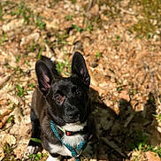 Remmy joined the competition — help win amazing prizes! black_norwegian_elkhound, canidae, carnivore, dog, dog_breed, formosan_mountain_dog, grass, mammal, non_sporting_group, plant, rare_breed_dog, schipperke, snout, sporting_group, vertebrate