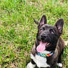 Remmy is registered to the contest to win money with this photo: canidae, carnivore, dog, dog_breed, grass, mammal, plant, puppy, rare_breed_dog, snout, vertebrate
