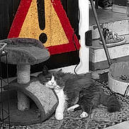 Stone participe au concours pour gagner de l'argent avec cette photo : art, black_and_white, cat, felidae, kitten, lampshade, lighting_accessory, small_to_medium_sized_cats, tail