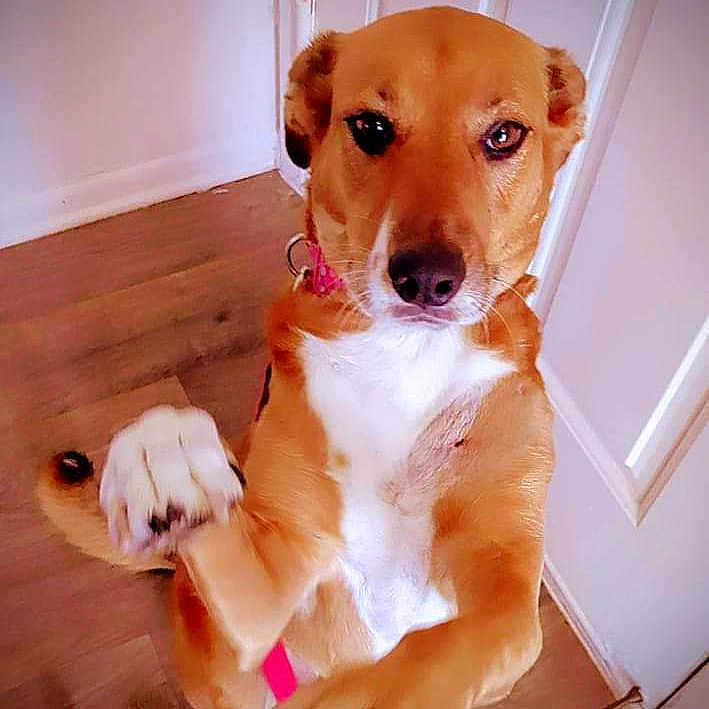 Koda is registered to the contest to win money with this photo: animal, brown_coat, canine, collar, cute, dog, domestic, door, friendly, front_paws, house, indoor, leash, looking_at_camera, paws, pet, pet_accessory, playful, standing, wooden_floor