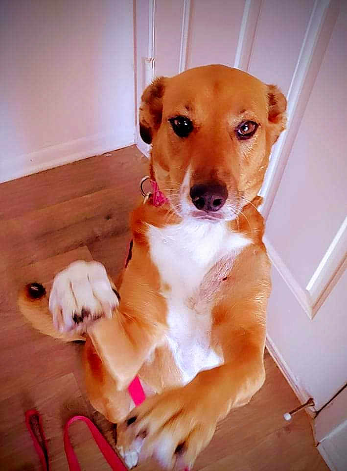 Koda