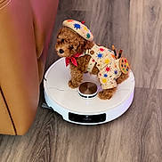 Artie joined the competition — help win amazing prizes! puppy, dog, curly_hair, brown_fur, beret, costume, artist, painter, paint_palette, paintbrushes, bow_tie, smock, robot_vacuum, indoors, wood_floor, furniture, chair, pet, cute, portrait