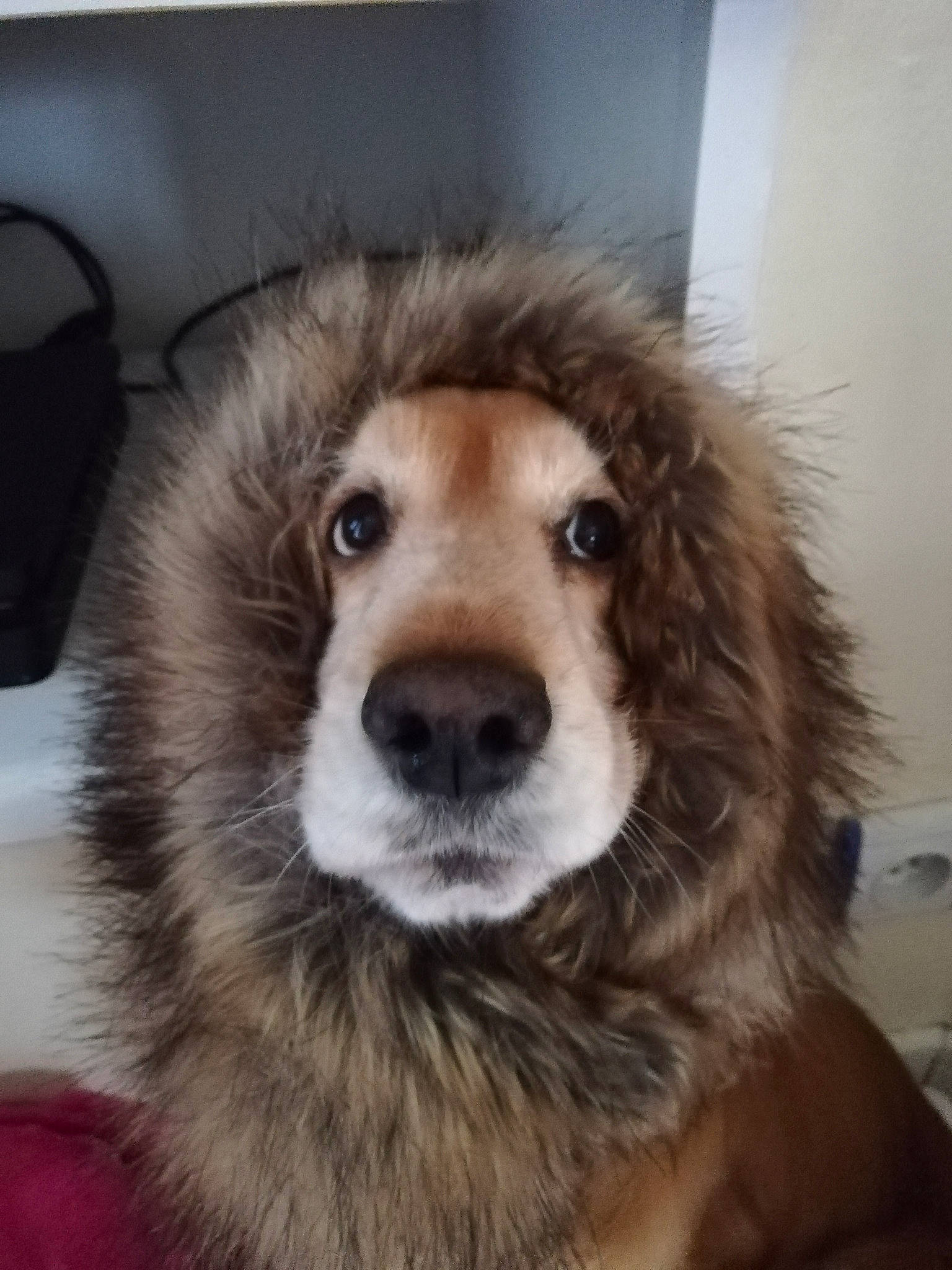 Irma a rejoint le concours — aidez-le/la à gagner de superbes lots ! ancient_dog_breeds, canidae, carnivore, companion_dog, dog, dog_breed, fur, mammal, nose, puppy, puppy_love, rare_breed_dog, snout, sporting_group, vertebrate, whiskers