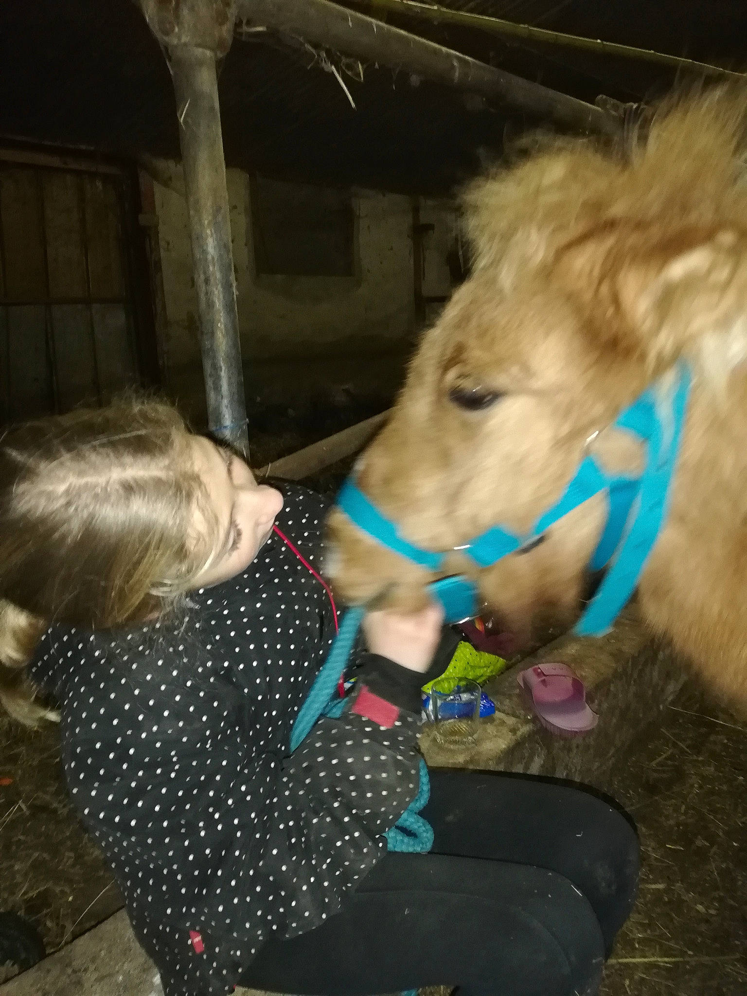 Charli a rejoint le concours — aidez-le/la à gagner de superbes lots ! horse, horse_grooming, horse_supplies, horse_tack, mane, pony, shetland_pony