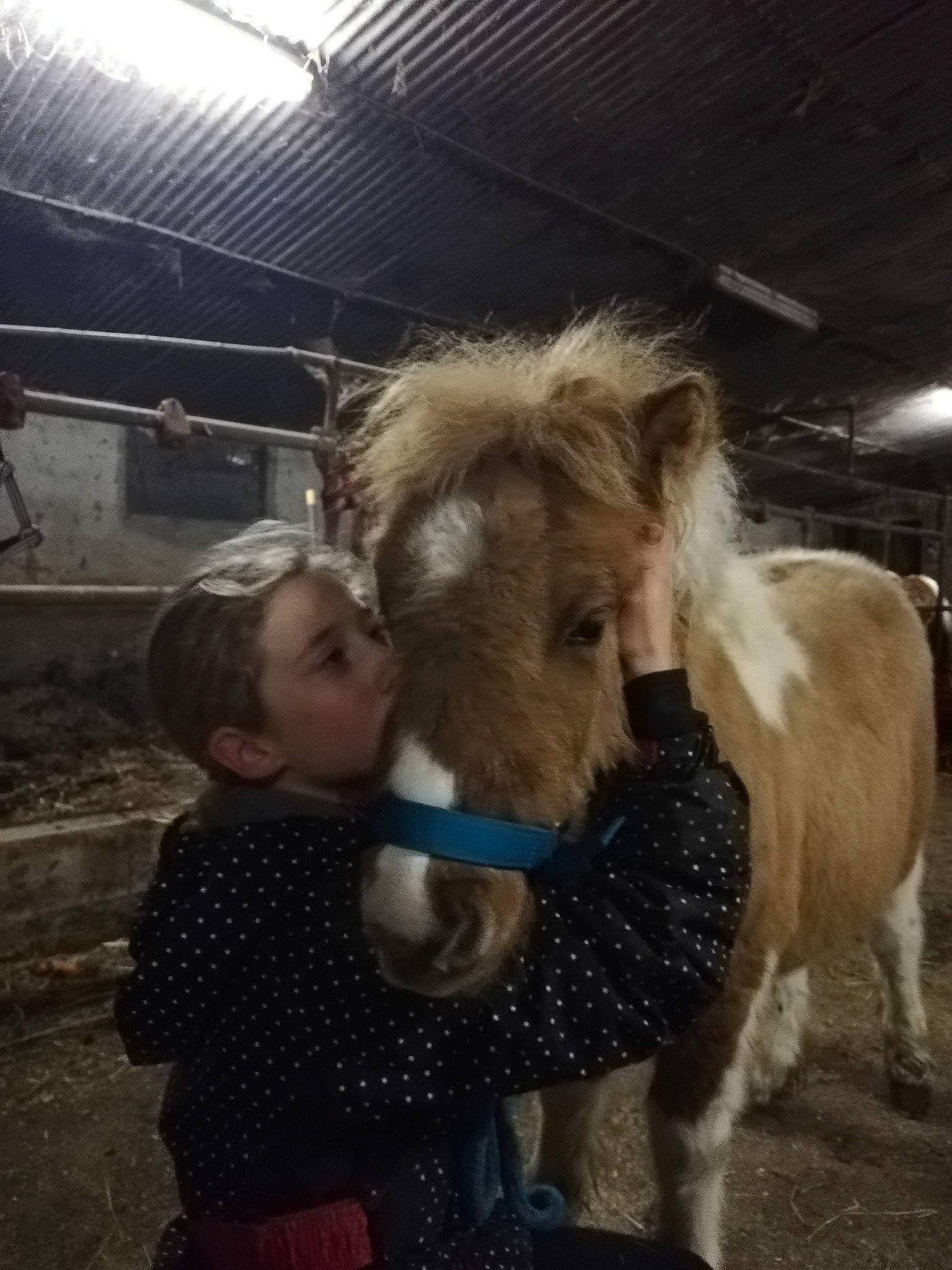 Charli a rejoint le concours — aidez-le/la à gagner de superbes lots ! ear, horse, horse_grooming, horse_supplies, livestock, mammal, mane, mare, nose, pack_animal, pony, shetland_pony, snout, stable, stallion, vertebrate, working_animal