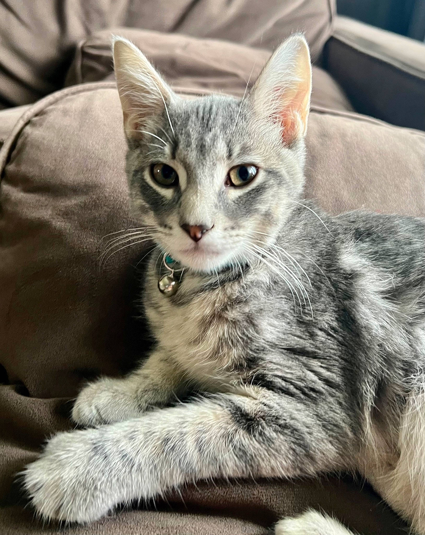 Alfredo is registered to the contest to win money with this photo: carnivore, cat, claw, comfort, domestic_short_haired_cat, felidae, fur, paw, sitting, small_to_medium_sized_cats, snout, tail, terrestrial_animal, whiskers, wildlife, window